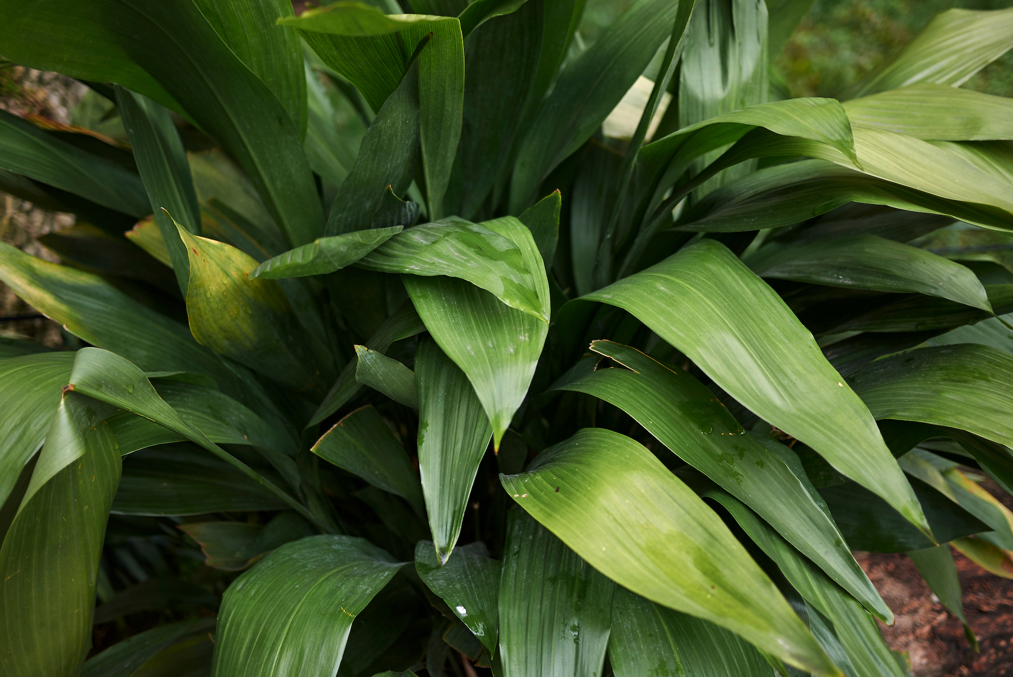 cast iron plant